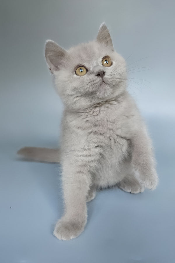 Bill | British Shorthair Kitten