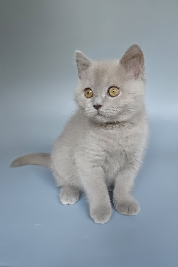Bill | British Shorthair Kitten