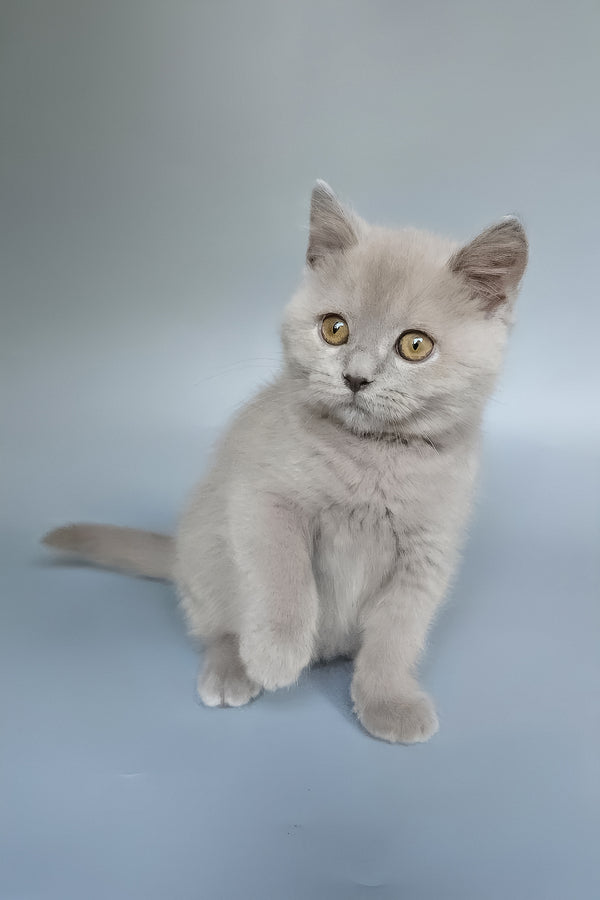 Bill | British Shorthair Kitten