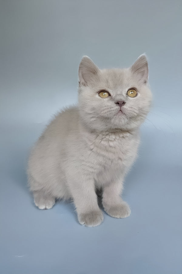 Bill | British Shorthair Kitten