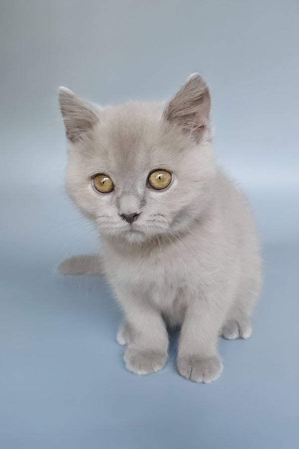 Bill | British Shorthair Kitten