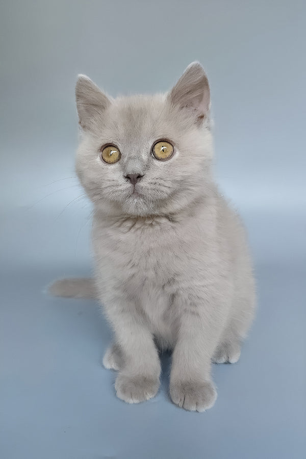 Bill | British Shorthair Kitten