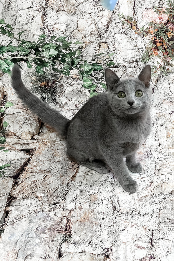 Bravos | Russian Blue Kitten