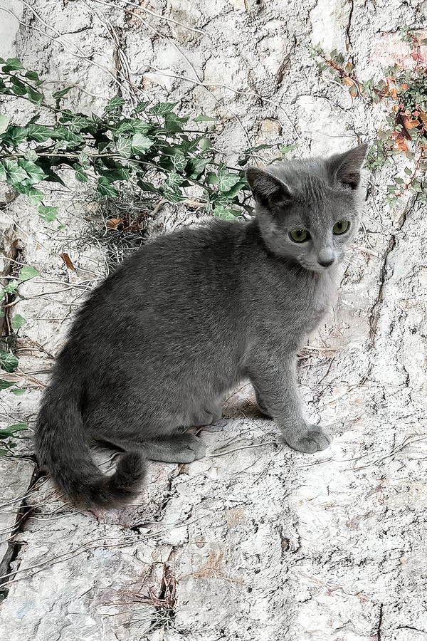 Bravos | Russian Blue Kitten