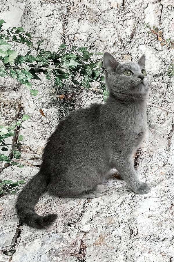 Bravos | Russian Blue Kitten