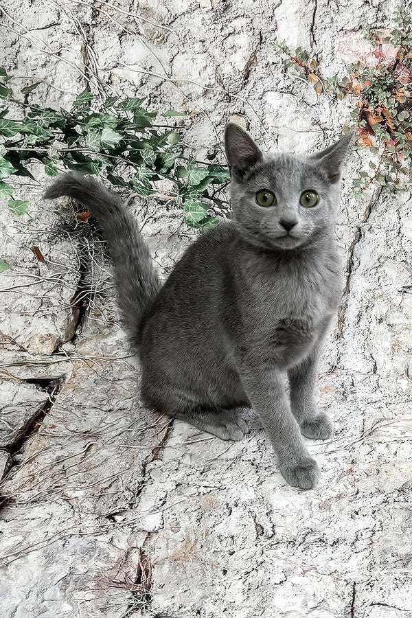 Bravos | Russian Blue Kitten