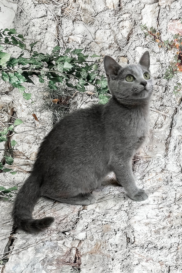 Bravos | Russian Blue Kitten