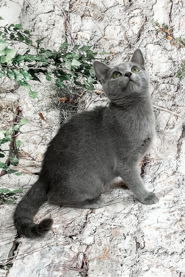 Bravos | Russian Blue Kitten