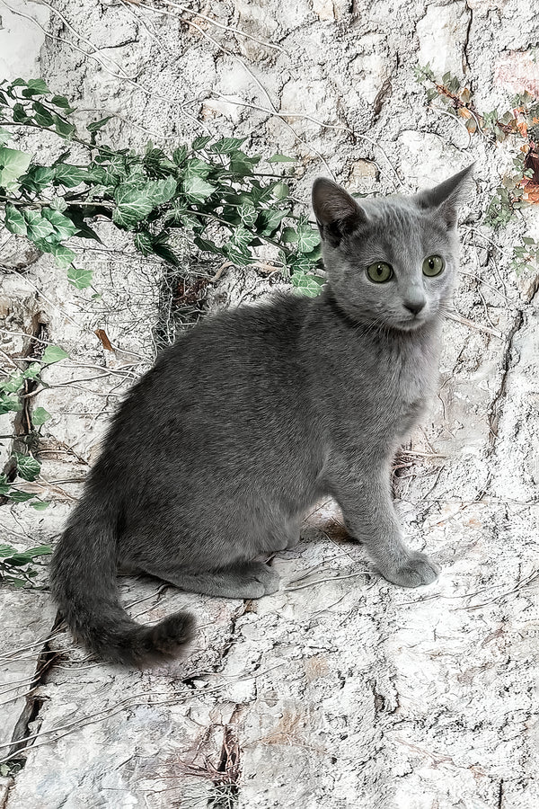 Bravos | Russian Blue Kitten