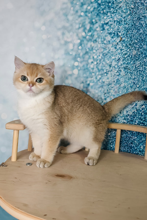 Julia | British Shorthair Kitten