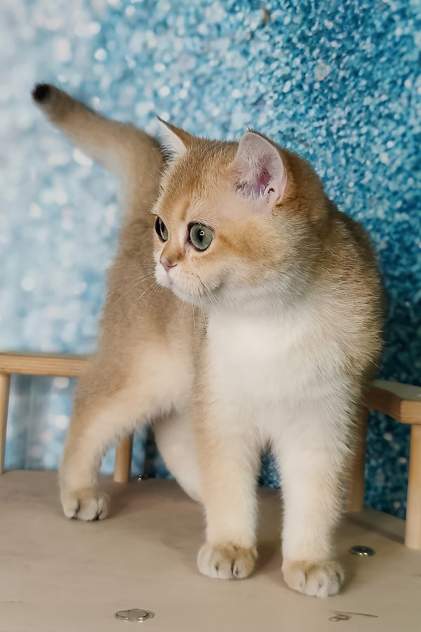 Julia | British Shorthair Kitten
