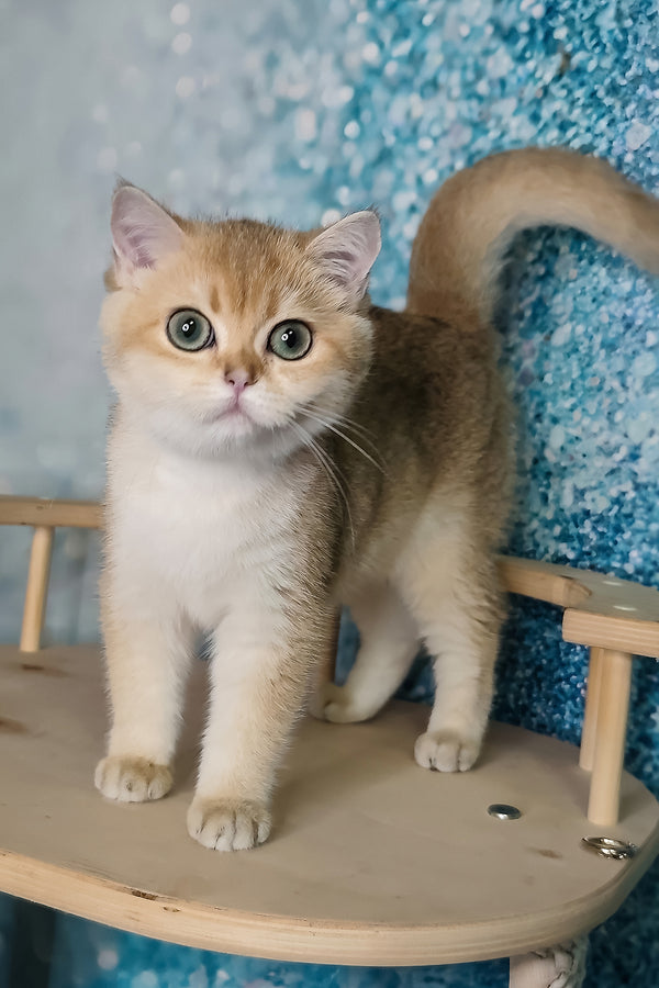 Julia | British Shorthair Kitten