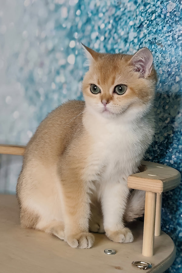 Julia | British Shorthair Kitten
