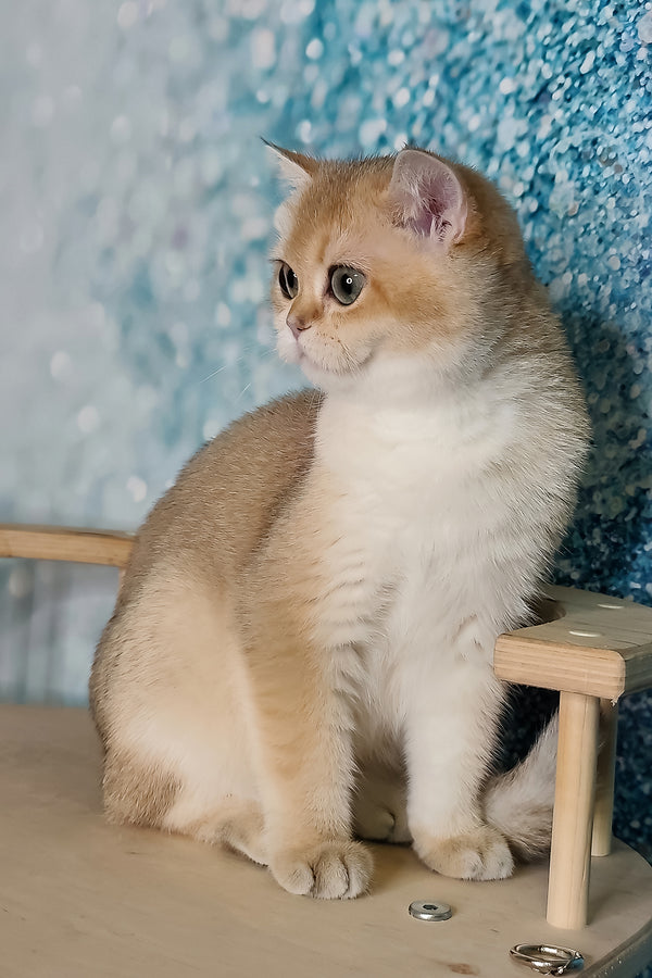 Julia | British Shorthair Kitten