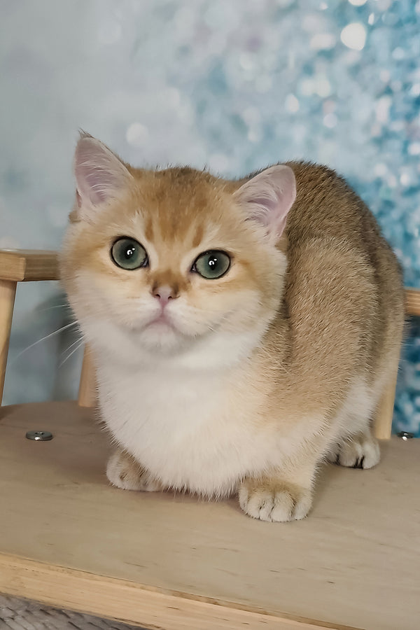 Julia | British Shorthair Kitten