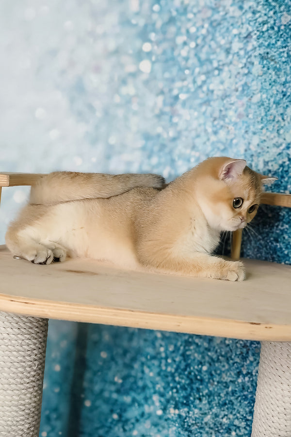 Julia | British Shorthair Kitten