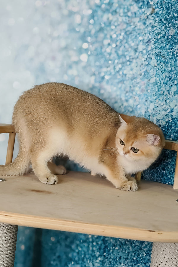 Julia | British Shorthair Kitten