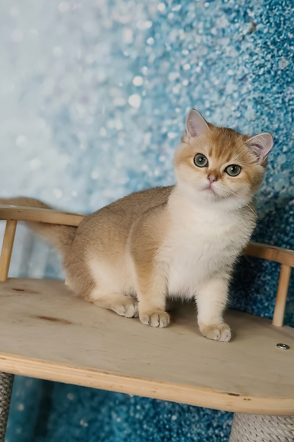 Julia | British Shorthair Kitten