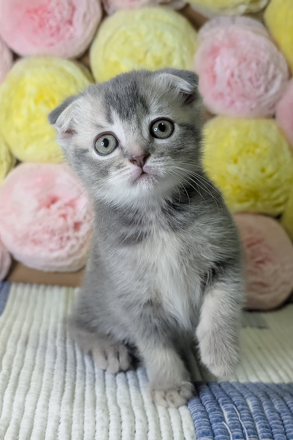 Coby | Scottish Fold Kitten