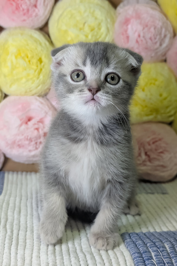 Coby | Scottish Fold Kitten