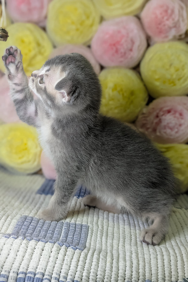 Coby | Scottish Fold Kitten