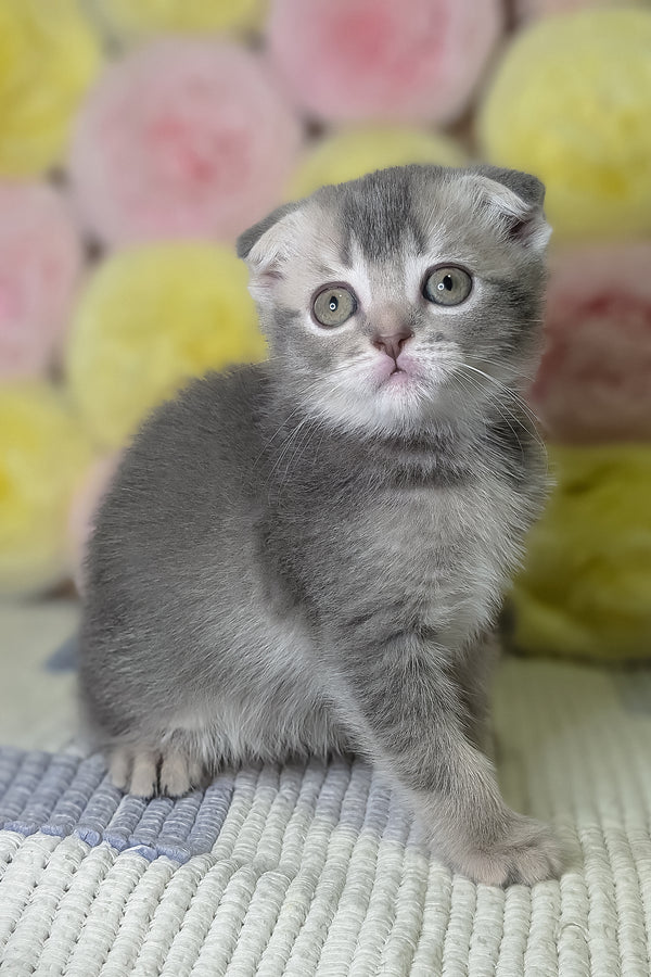 Coby | Scottish Fold Kitten