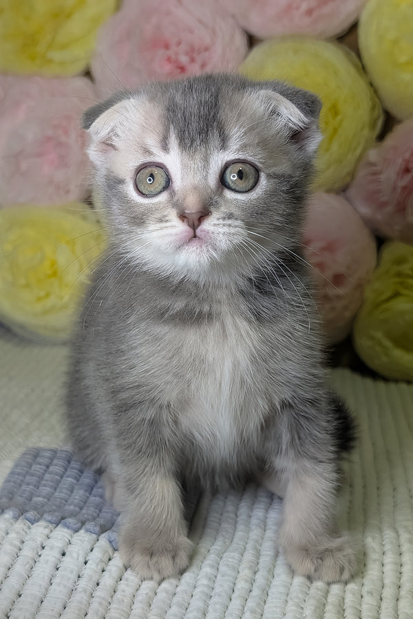 Coby | Scottish Fold Kitten