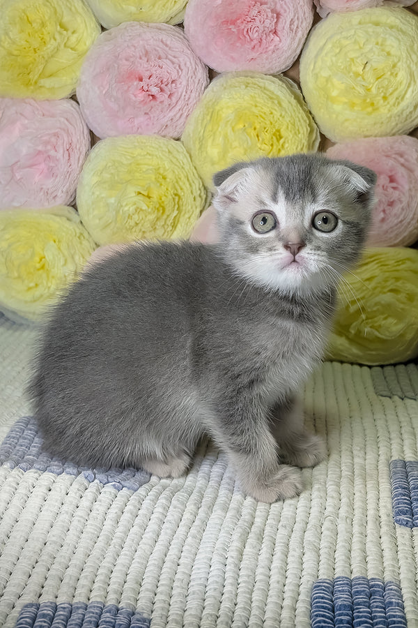 Coby | Scottish Fold Kitten