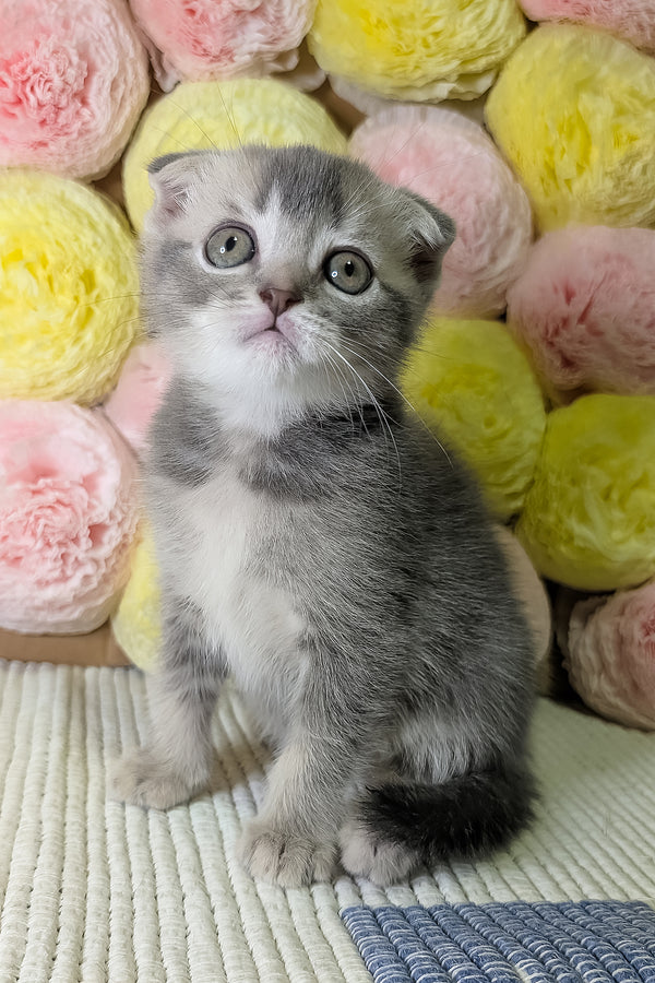 Coby | Scottish Fold Kitten