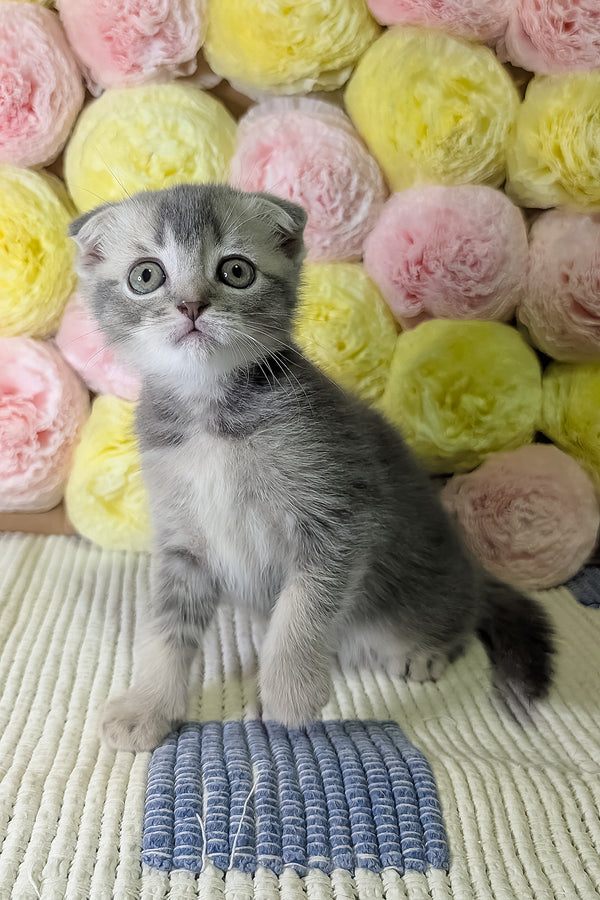 Coby | Scottish Fold Kitten