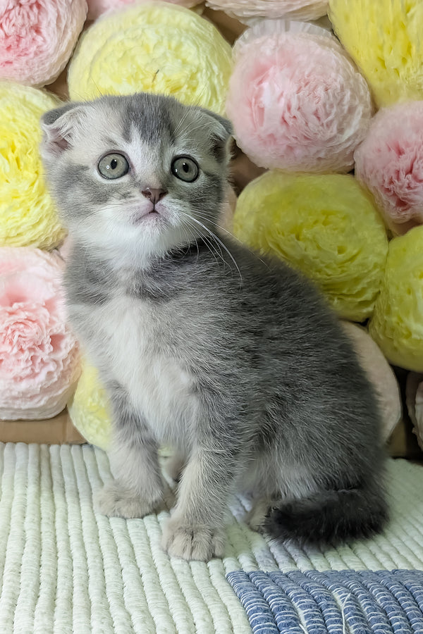 Coby | Scottish Fold Kitten