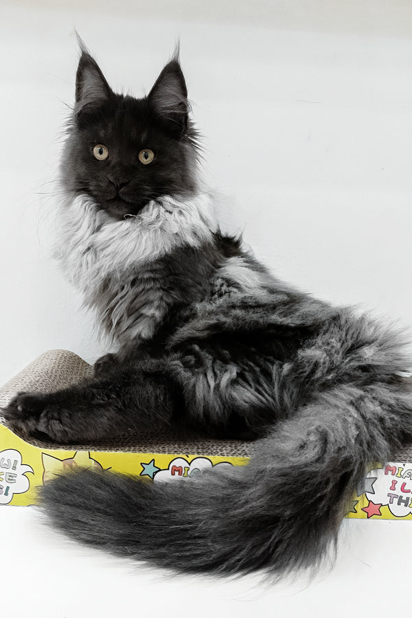 Carmen | Maine Coon Kitten