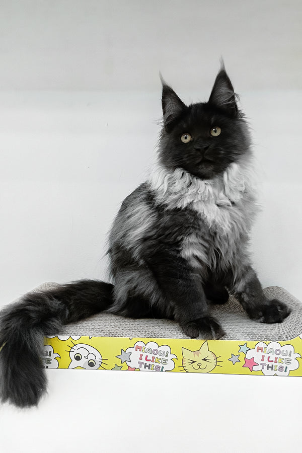 Carmen | Maine Coon Kitten