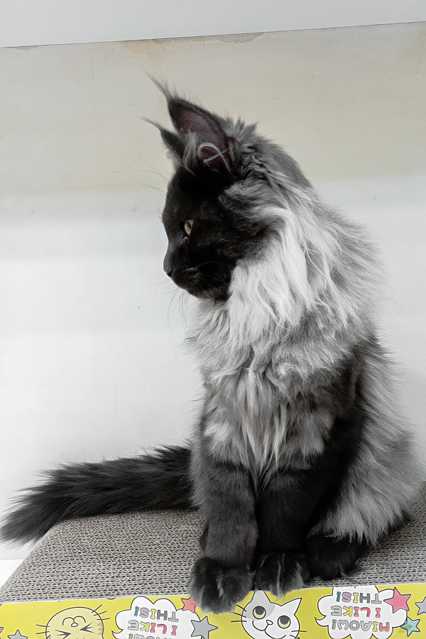 Carmen | Maine Coon Kitten