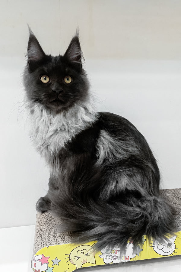 Carmen | Maine Coon Kitten