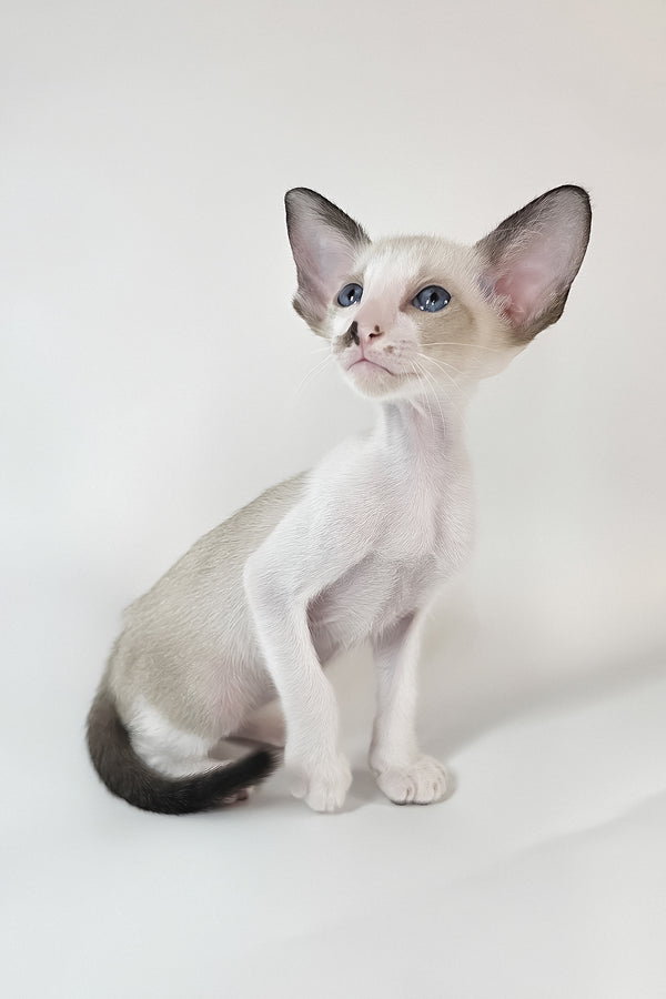 Cheesecake | Oriental Shorthair Kitten