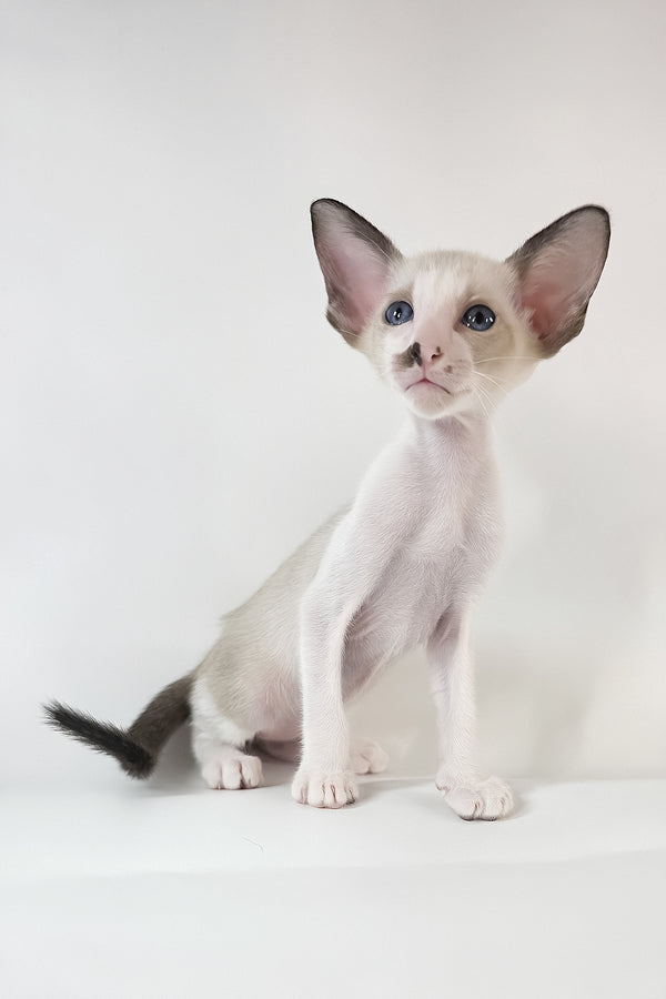 Cheesecake | Oriental Shorthair Kitten