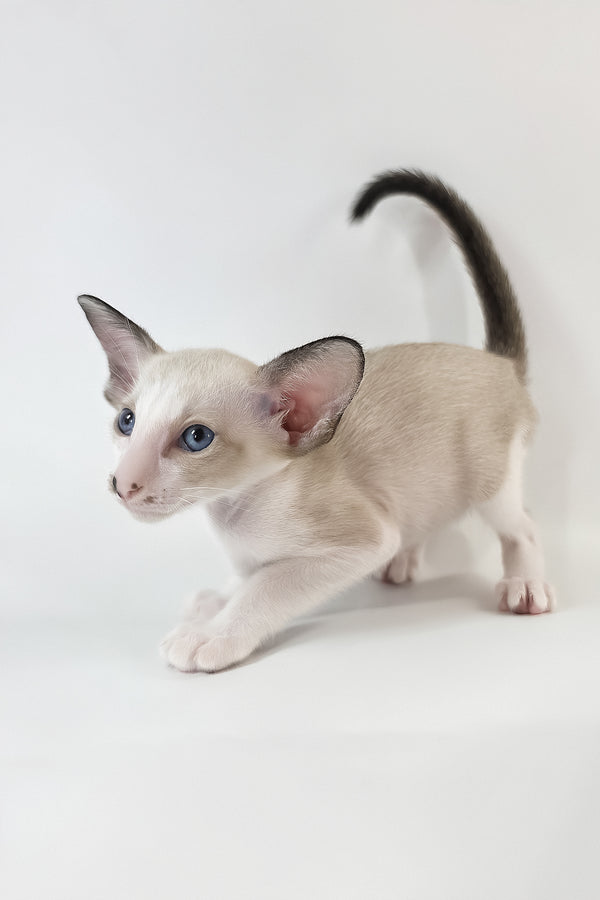 Cheesecake | Oriental Shorthair Kitten