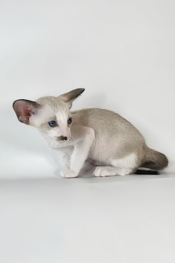 Cheesecake | Oriental Shorthair Kitten