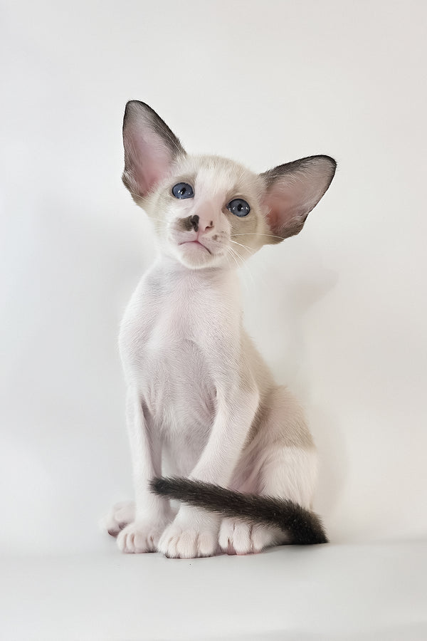 Cheesecake | Oriental Shorthair Kitten