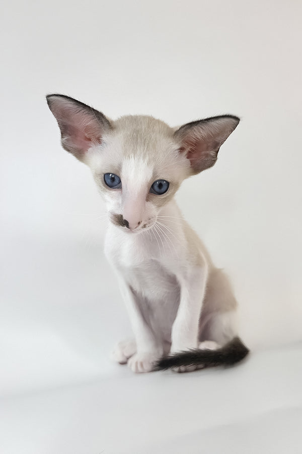 Cheesecake | Oriental Shorthair Kitten