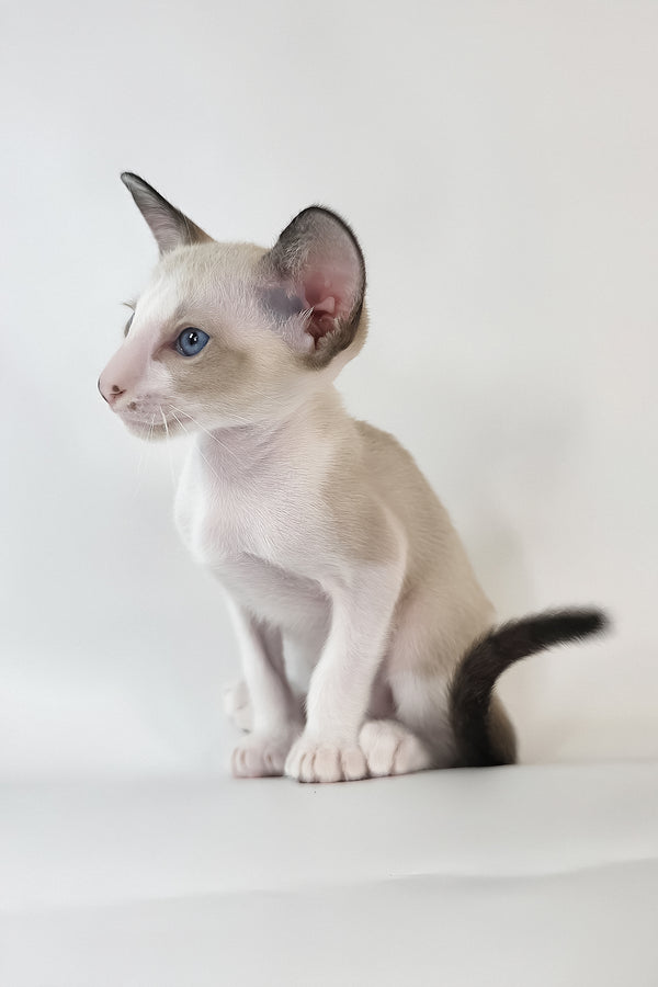 Cheesecake | Oriental Shorthair Kitten