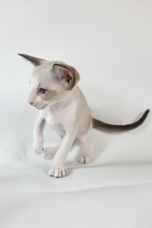 Cheesecake | Oriental Shorthair Kitten