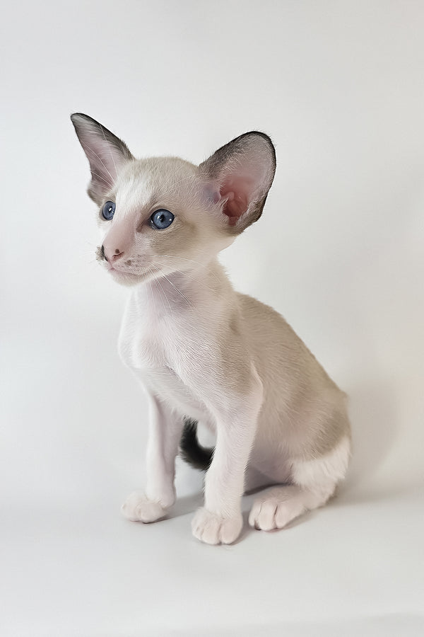 Cheesecake | Oriental Shorthair Kitten