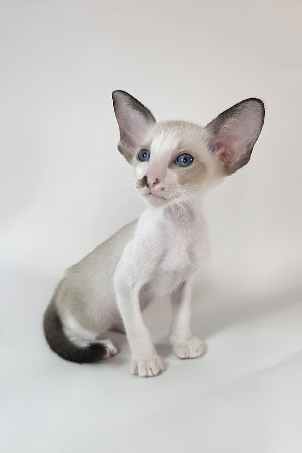 Cheesecake | Oriental Shorthair Kitten