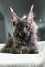 Chief | Maine Coon Kitten