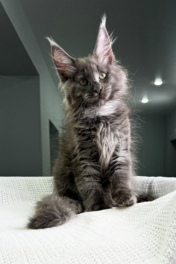 Chief | Maine Coon Kitten