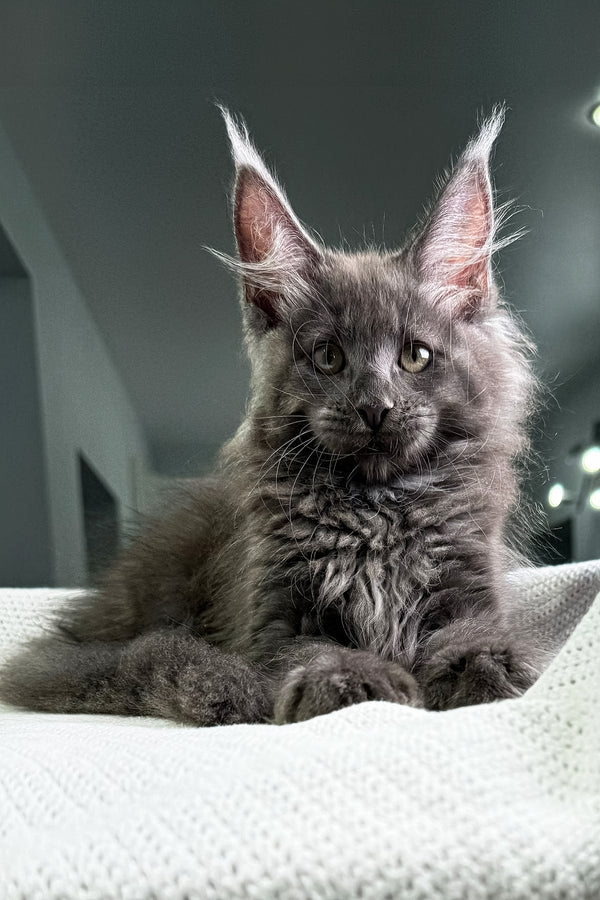 Chief | Maine Coon Kitten