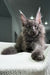 Chief | Maine Coon Kitten