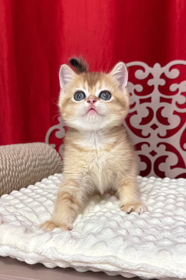 Cooper | Scottish Straight Kitten